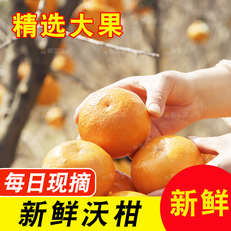 手里拿着沃柑