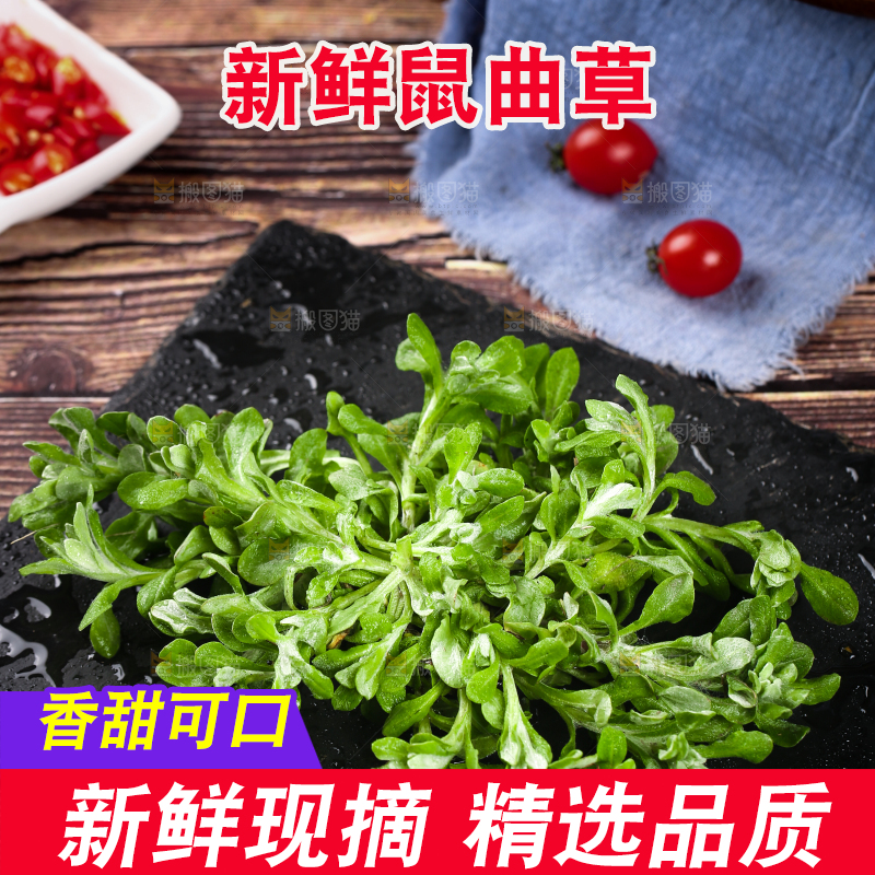 黑石板上的清明草