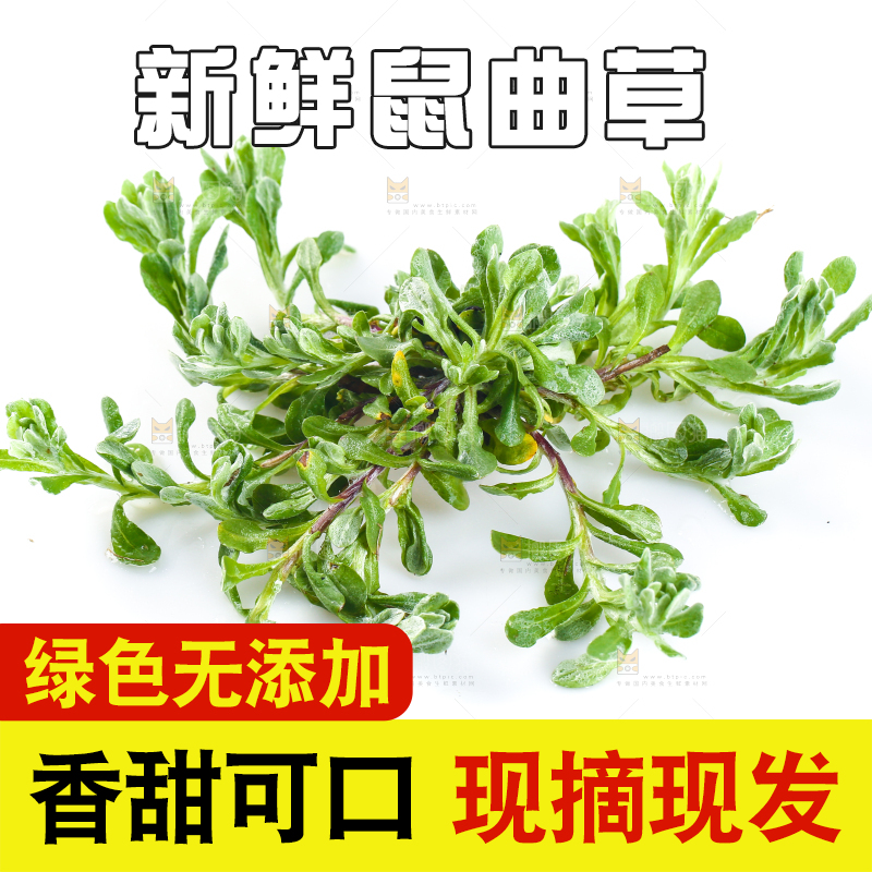 白底上放着鼠曲草