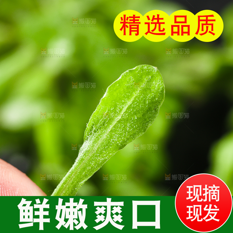 手上拿着鼠曲草