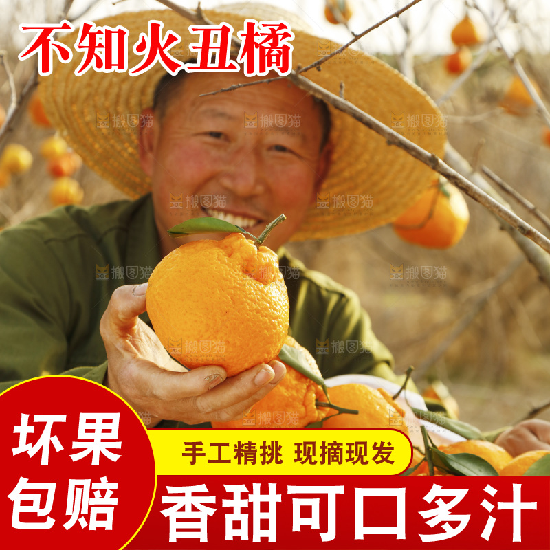 果园农民手里拿着不知火丑橘