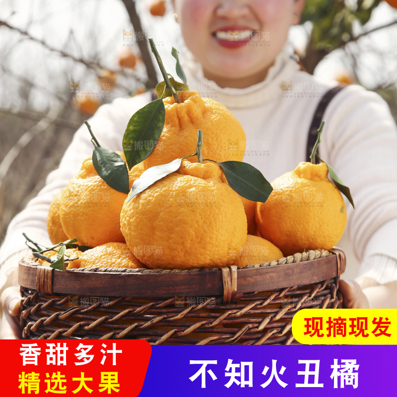 果园女孩手里抱着一篮四川丑橘