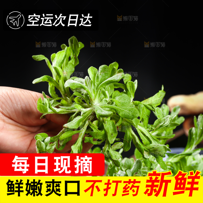手上拿着鼠曲草