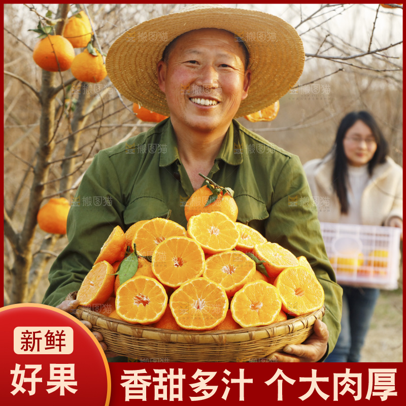 果园农民手里抱着一篮不知火丑橘