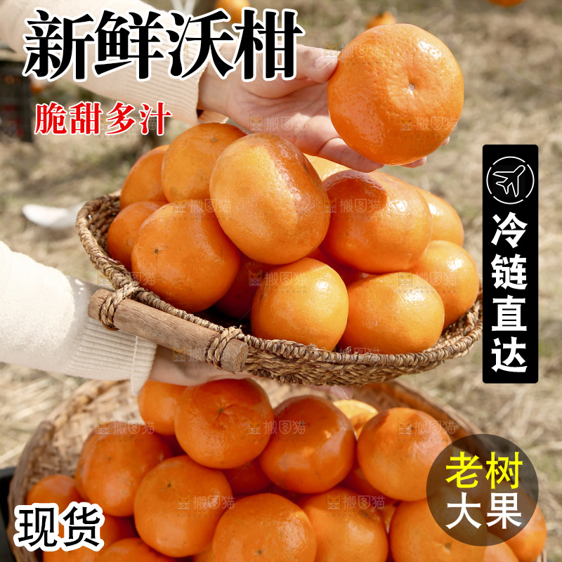 手里端着一篮广西武鸣沃柑