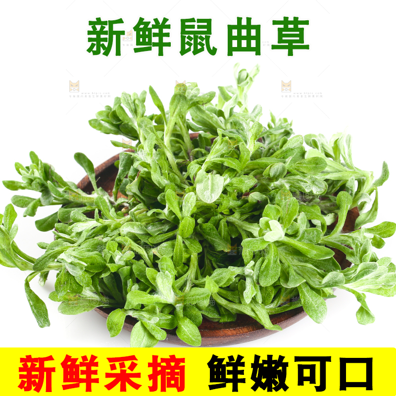 白底上放着鼠曲草