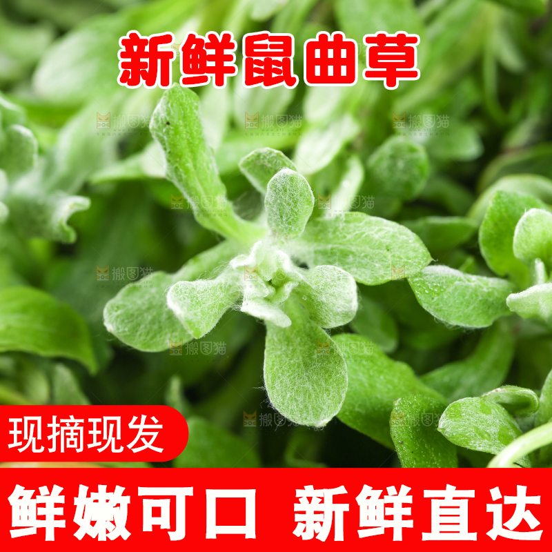 篮子里的清明草