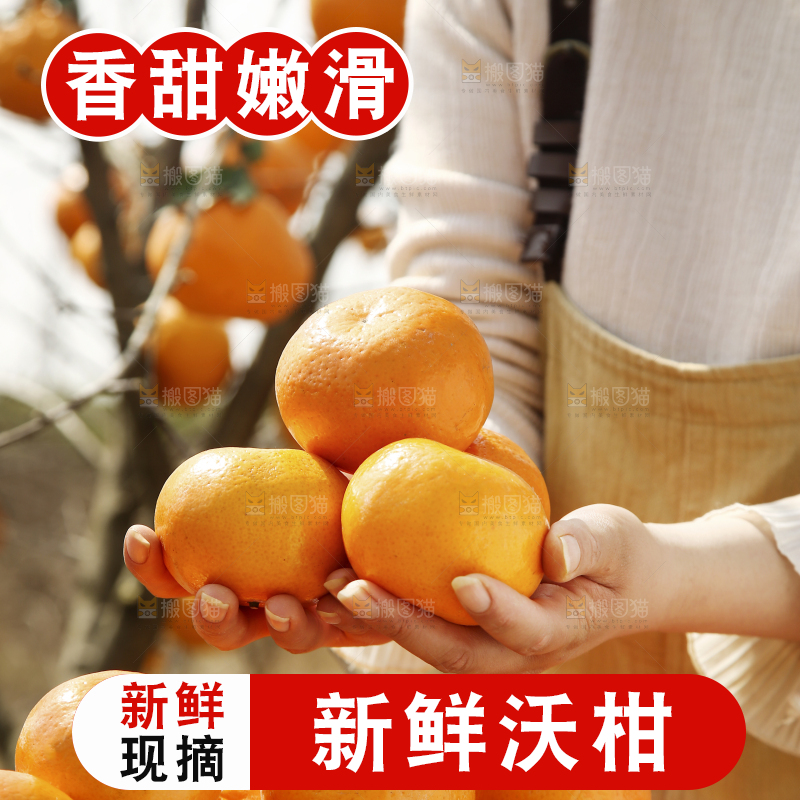 手里捧着武鸣沃柑
