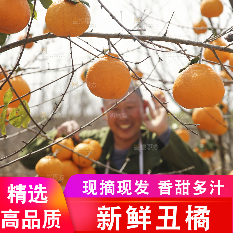 果园农民手里拿着丑橘