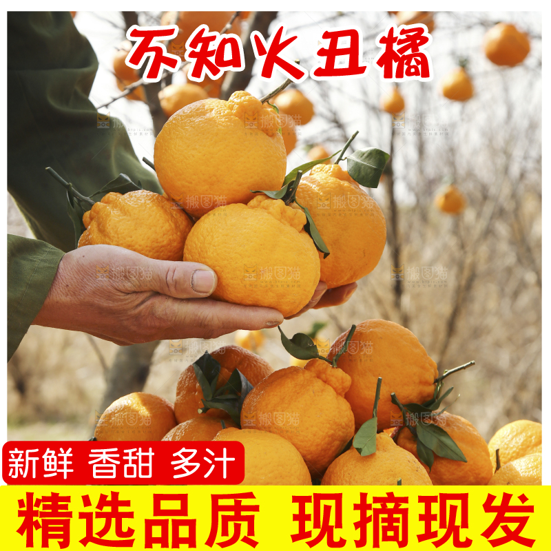 手里捧着不知火丑橘