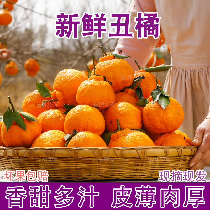 篮子里装着不知火丑橘