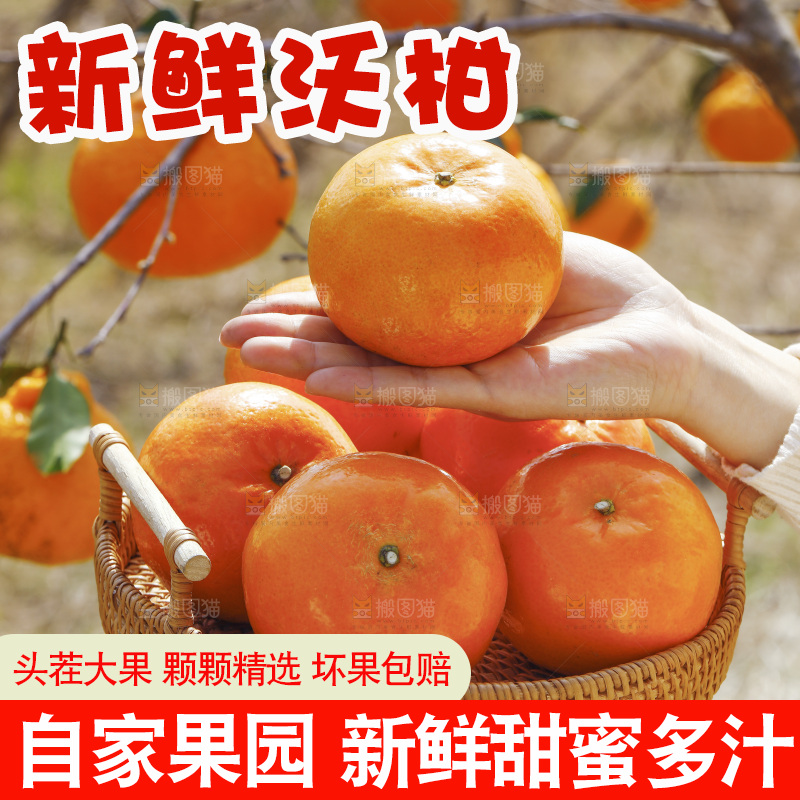 手里端着一篮新鲜沃柑