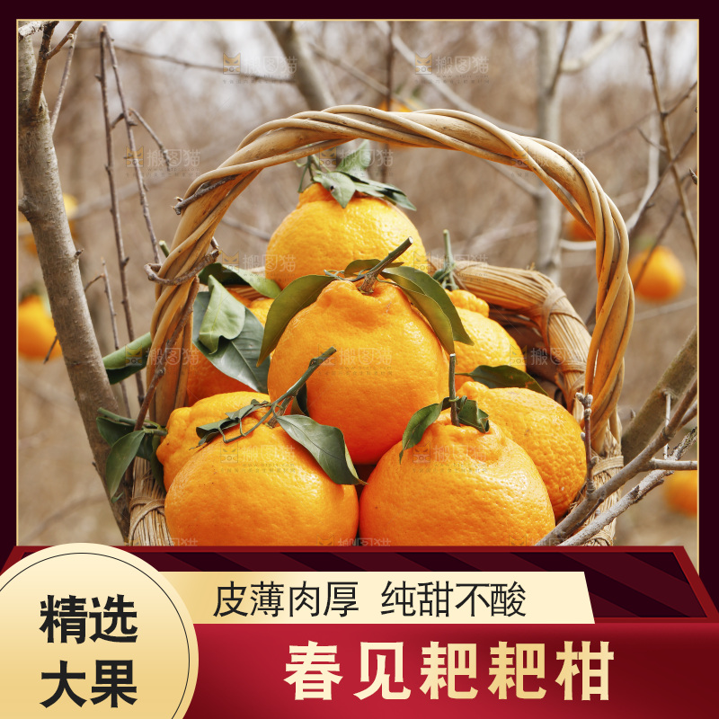 树上挂着一篮耙耙柑