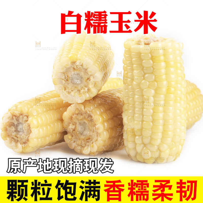 白底上的白糯玉米
