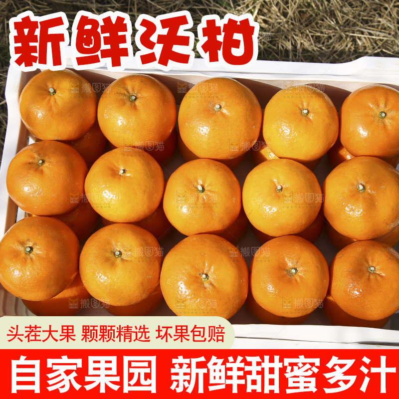 泡沫箱里装着武鸣沃柑