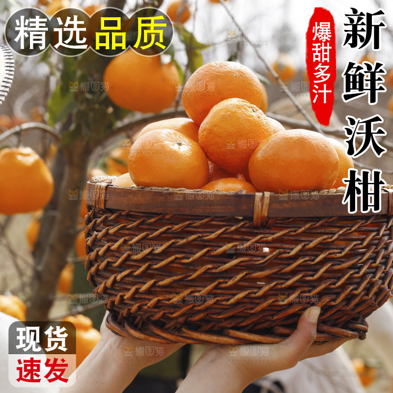 果园里手里端着一篮沃柑