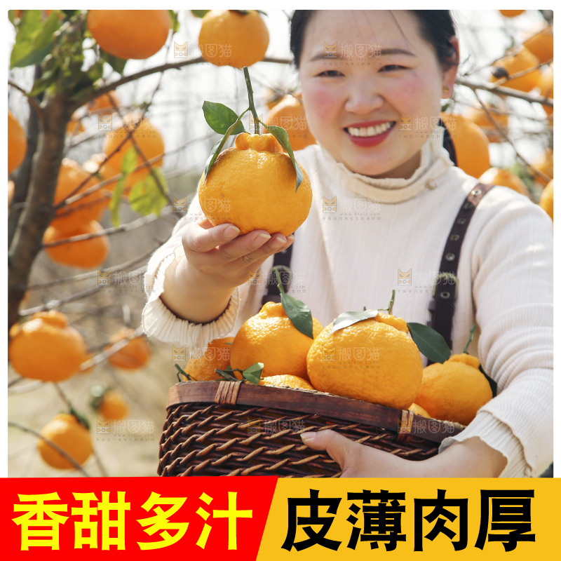 果园女孩手里抱着一篮四川丑橘