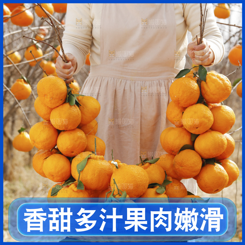 手里拿着两串丑橘