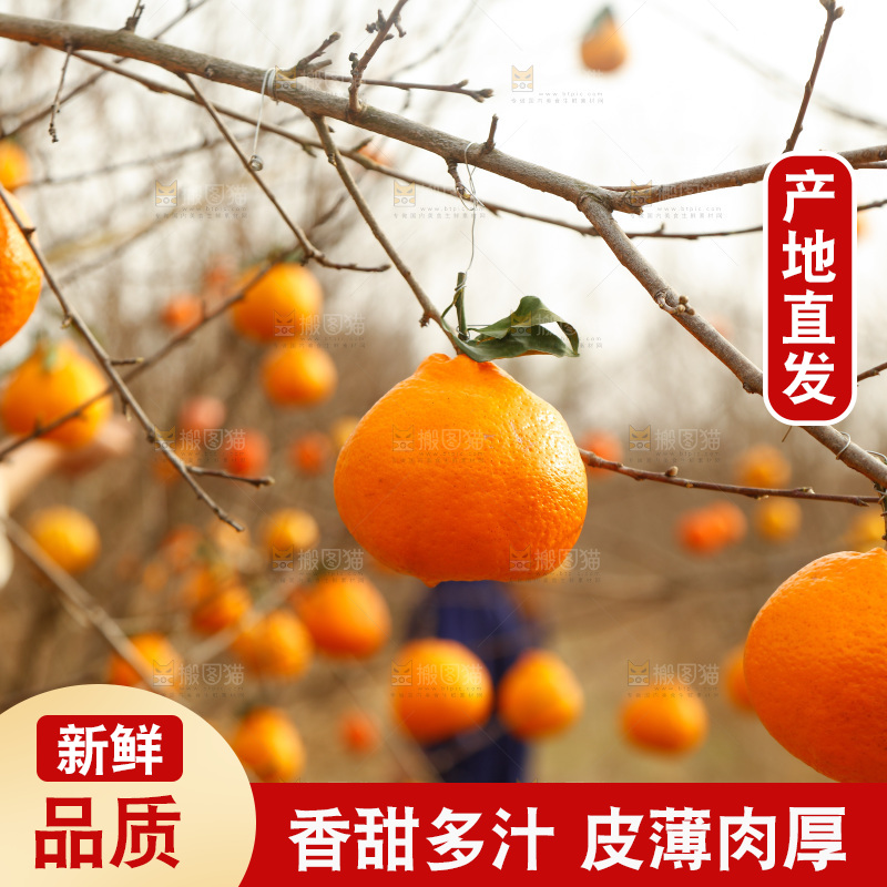 树上挂着春见耙耙柑