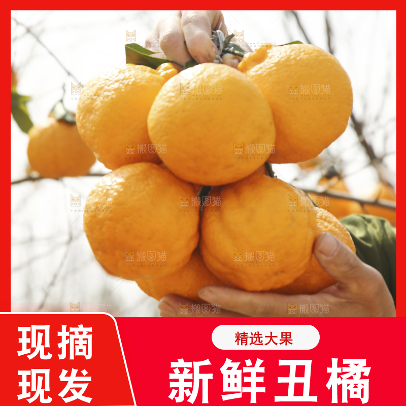果园农民手里拿着丑橘