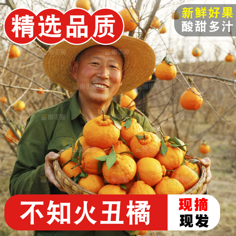 果园农民手里抱着一篮子不知火丑橘