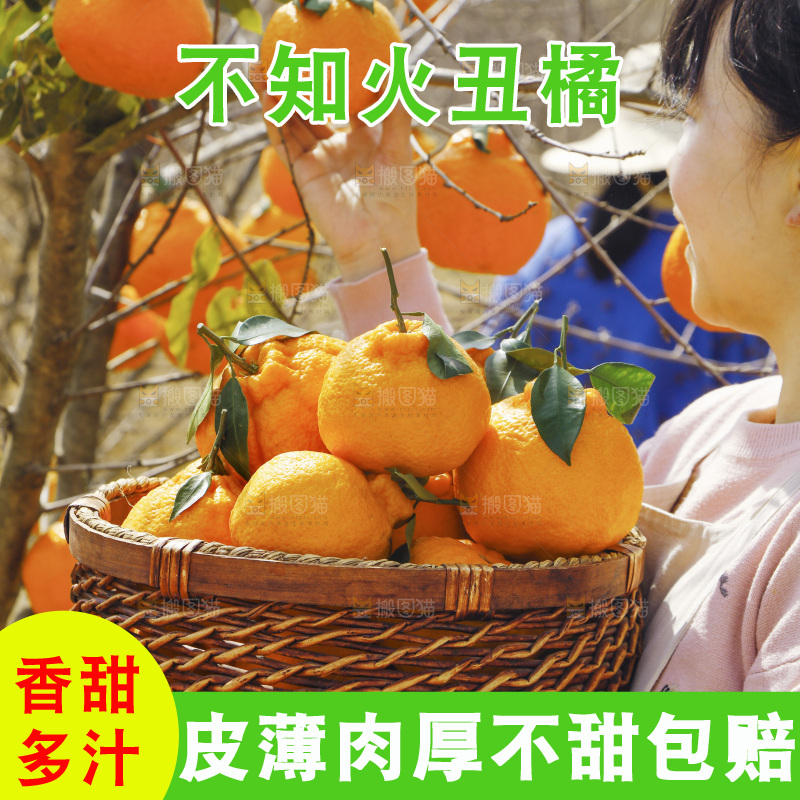 果园女人手里采摘不知火丑橘