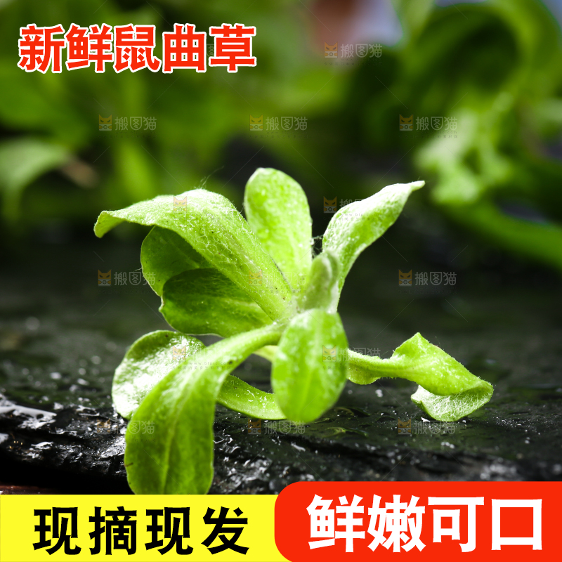 黑石板上的清明草