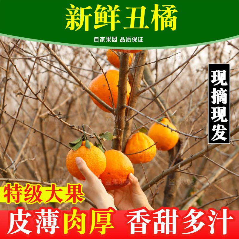 手里采摘着丑橘