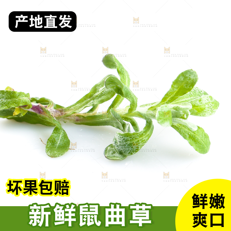 白底上放着鼠曲草