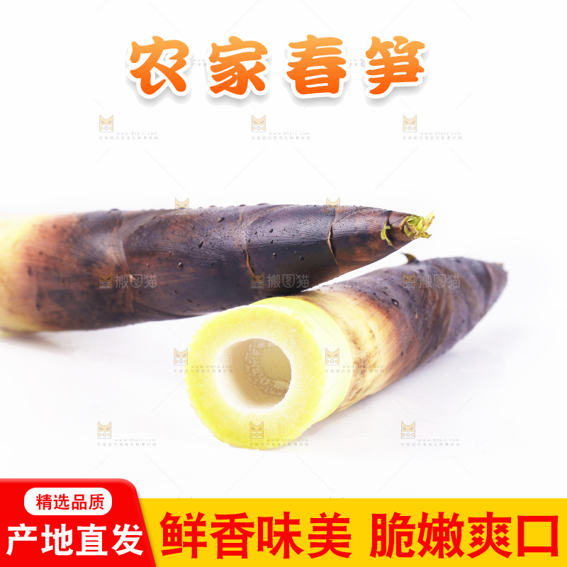 白底上的新鲜春笋