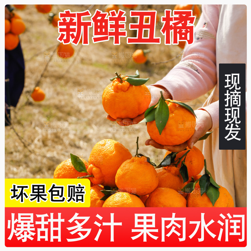 手里拿着不知火丑橘