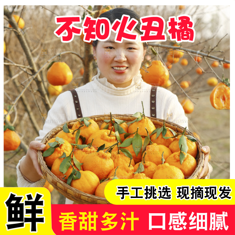 果园女孩手里抱着一篮四川丑橘