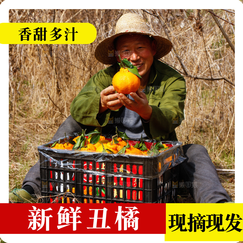 农民手里拿着四川丑橘