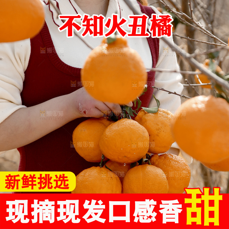 手里抱着丑橘