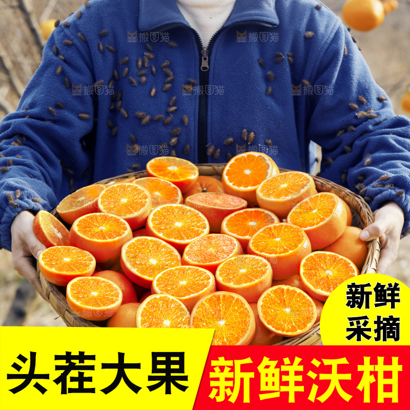 果园女人手里端着一篮沃柑
