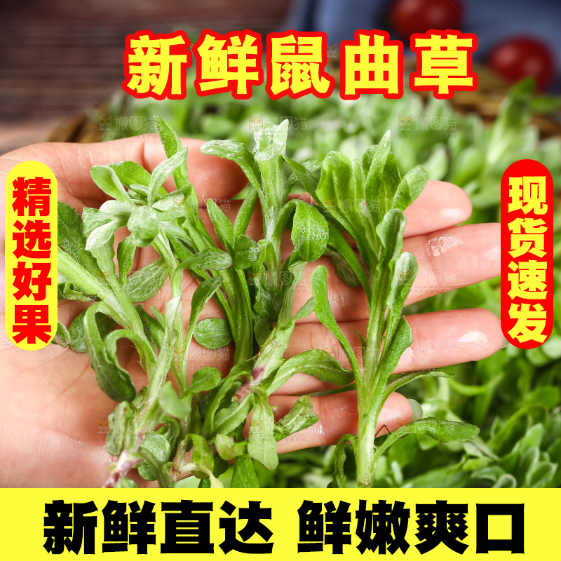 手上拿着鼠曲草