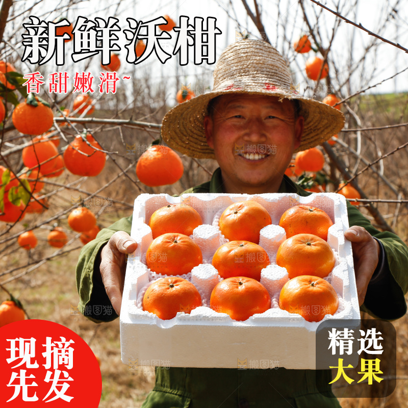 果园农民手里端着一箱沃柑
