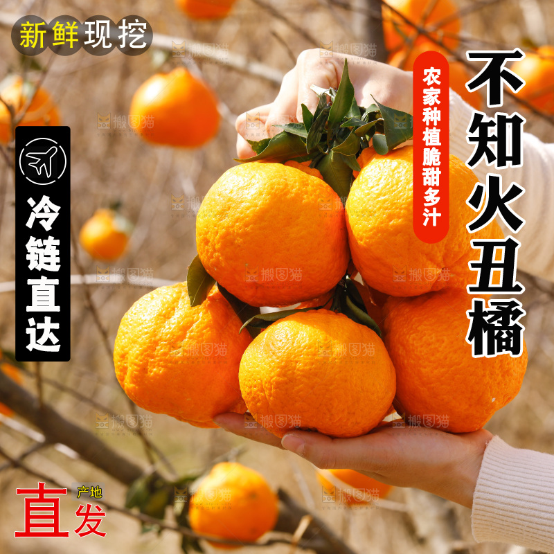 手里拿着一串丑橘