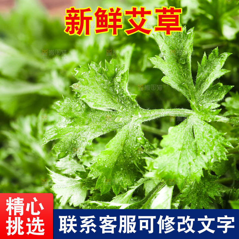 新鲜的艾叶
