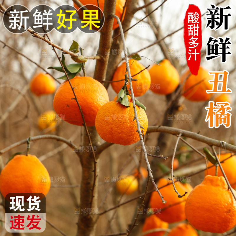 树上挂着丑橘