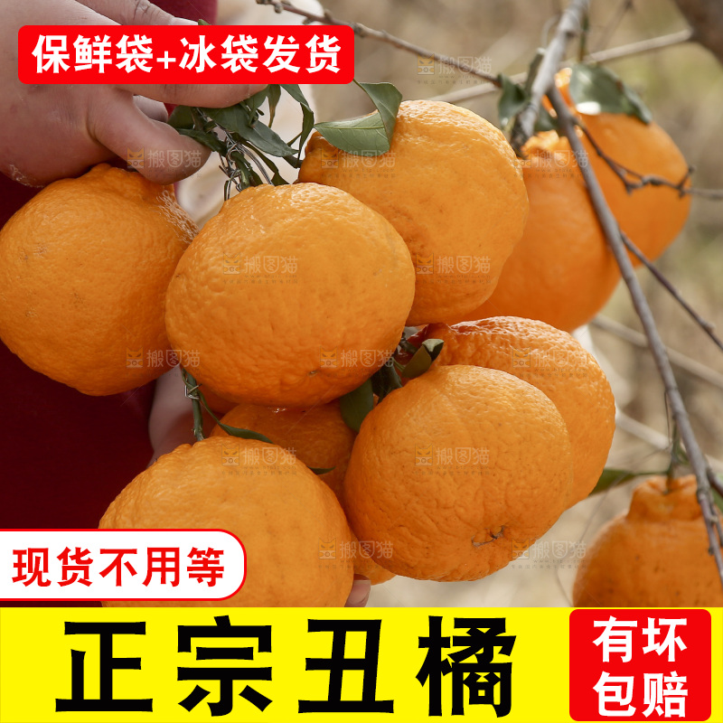 手里抱着丑橘