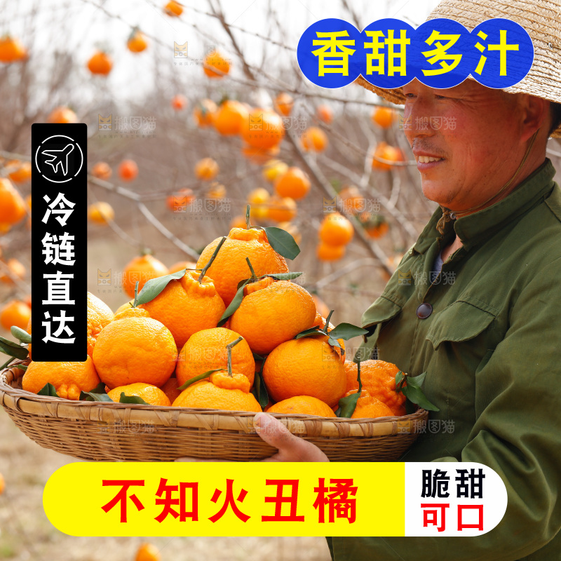 果园农民手里抱着一筐四川丑橘