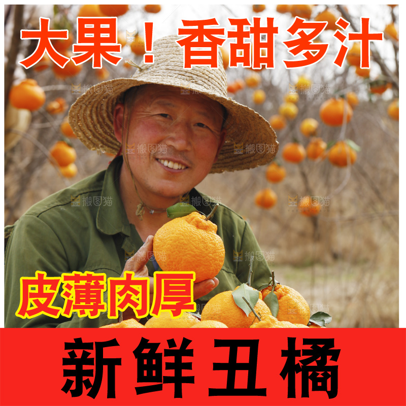 果园农民手里抱着一筐四川丑橘