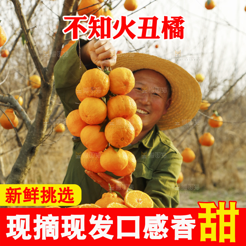 果园农民手里提着一串丑橘