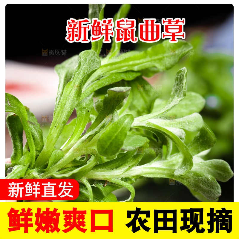 手上拿着鼠曲草