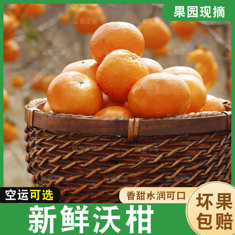 果园里手里端着一篮沃柑