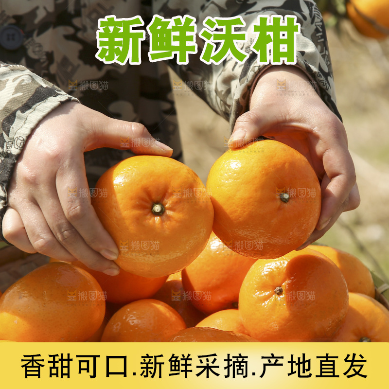 手里拿着广西沃柑