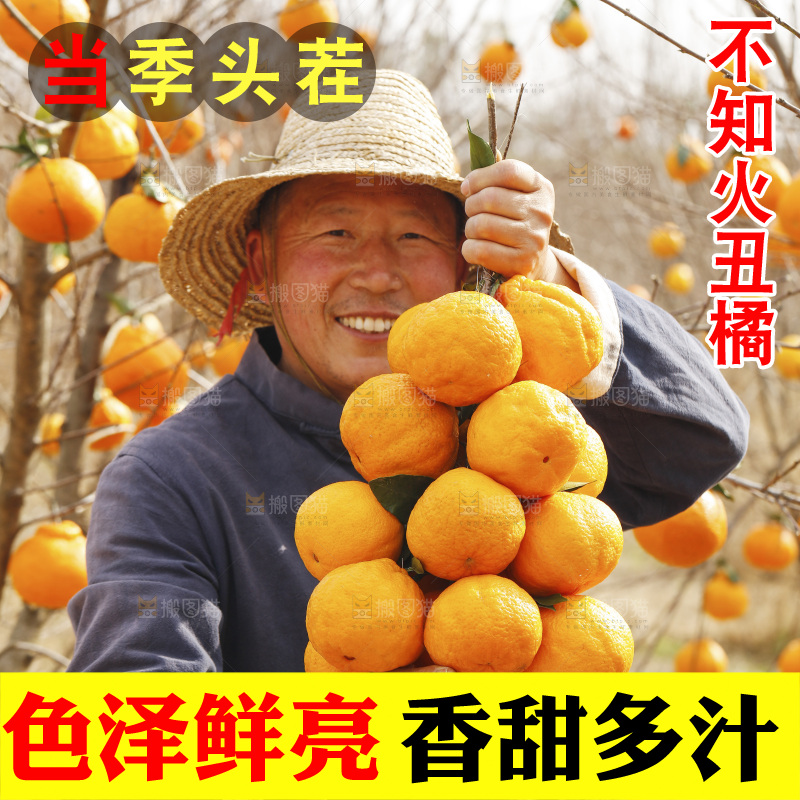 果园农民手里拿着不知火丑橘