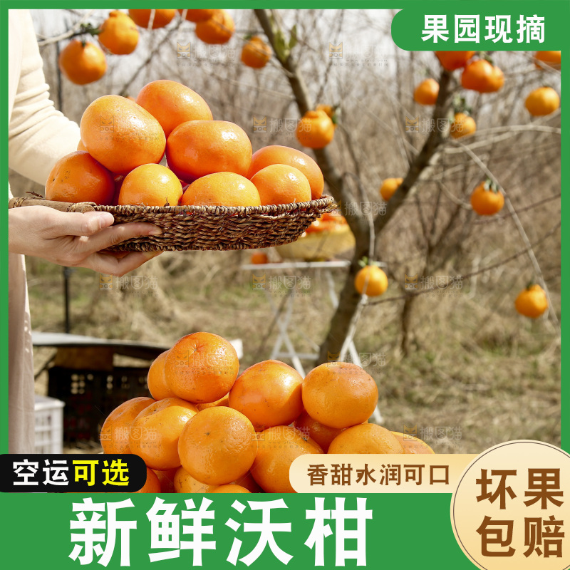 手里端着一篮广西武鸣沃柑