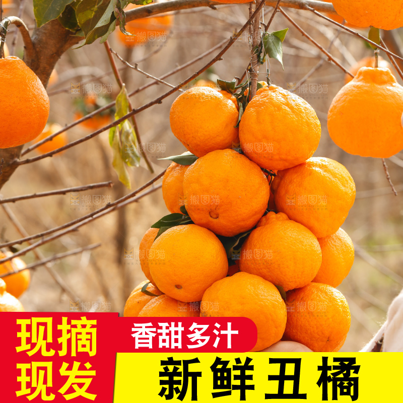 手里拿着一串丑橘